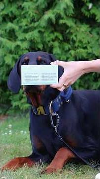 GetTested Parvovirus Test For Dogs - Easy At-Home Test