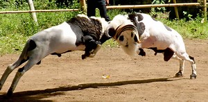 Hard Training, Is That Right ? By: http://bit.ly/2RgsbKh | Wild Animal World