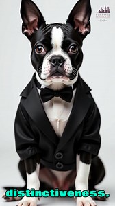 110K views · 3K reactions | Top 10 Unseen Traits That Make Boston Terriers Totally Unique | We Love Boston Terriers | Facebook