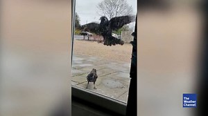 Aggressive Kru00E4hen hacken an Tu00FCr