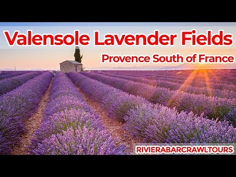 Valensole Lavender Fields in Provence South of France