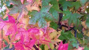 Liquidambar styraciflua. With autumn colors. (1)