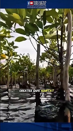 How Trees Are Grown in Water to Stop Coastal Erosion 🌊🌱 #trending #viral