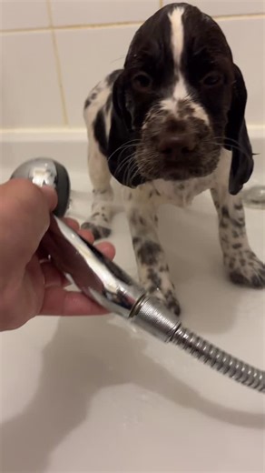 🐾🛁 Premier bain pour nos petits Springer ! Dernière étape avant le grand départ vers leurs nouvelles familles ❤️ Ils ont été adorables 🥰 un peu surpris au début, mais vite ravis par l’eau tiède et les câlins de séchage 🧼✨ Leur pelage tout doux, leur odeur de propre et leurs petites bouilles mouillées… difficile de ne pas craquer 🥹🤎 Bon vent à nos petits explorateurs à quatre pattes 💦🤍 #springerspaniel #springeranglais #chiots #premierbain #élevagefamilial #puppylove #chiotmignon #dogstag