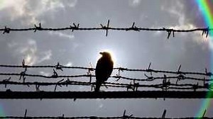 Awolnation - Jailbreak