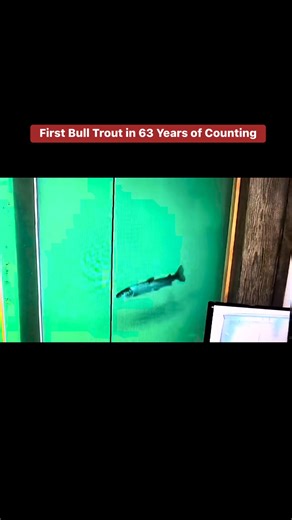 9.7K views · 183 reactions | In 63 years of counting fish at Ice Harbor, we’ve never had a Bull Trout come up our ladders. So far, this year, we’ve had 8!!! https://cbr.washington.edu/dart/wrapper?type=php&fname=adultannual_1749829730_387.php | Ice Harbor Lock and Dam - WallaWallaUSACE | Facebook