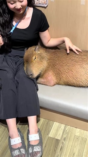 #peace #loveyou #capybara
