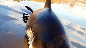 Shark found alive on beach in Aptos - Pt. 2
