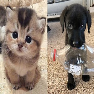 250K views · 6.3K reactions | Funny and Cute Dog and Cat Compilation 2020 | Cute Pets | Facebook
