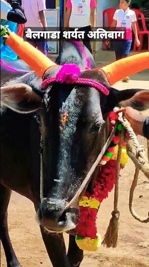 #alibag bailgada sharyat #shorts बैलगाडा शर्यत अलिबाग