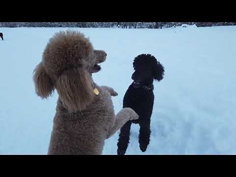 How much exercise do Standard Poodles need daily? Can you walk them in the snow?