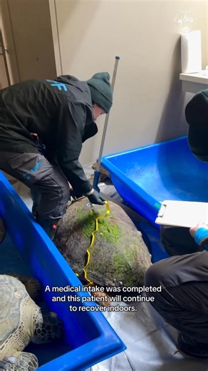103K views · 3.2K reactions | A rare and beautiful sight! This stunning loggerhead came in during the recent cold stun, and we’re so excited to get her back home soon!  Stay tuned as we do our cold stun release on Tuesday, February 25th at 4:30 CST. (Yep, we’re live streaming!) | Sea Turtle, Inc | Facebook