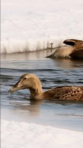 These Ducks appear to fly underwater? Diving in Arctic Water for Food 🦆❄️ #Wildlife #Nature