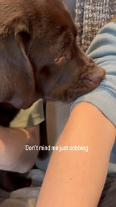 🤓 . . . #thelabmillie #labs #labs_of_insta #labsofinsta #labsofinstagram #talesofalab #labradorlove #dog #labrador #chocolatelab #dogsofinsta #dogsofinstagram #labradorretriever #DoggytheWorld #labsforlife #labradoroftheday #labofday #laboftheday #worldoflabs #talesofalab #chocolatelabsquad #labrador_class #chocolatelaboftheday #labradorlover229 #dogslife #dogsofinsta #dogsofinstagram | the.lab.millie