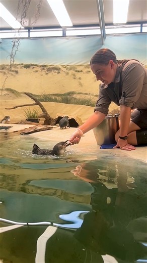 161K views · 997 reactions | Pengiun feeding time can be slightly chaotic  | Sydney Zoo | Facebook