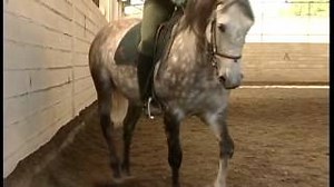 Documentaire | L’art du dressage du cheval