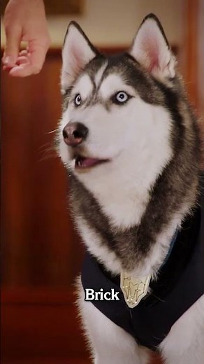 What's going on? Wolves.