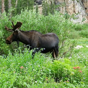 1.3K views · 1.2K reactions | Love wildlife? Show your support!  When you plant a tree to support forest fire recovery, you're helping to restore ecosystems for iconic species like the moose! | One Tree Planted | Facebook