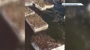 4.1M views · 27K reactions | A Weyburn man has spent the past ten years finding a way to grow trees for two pennies a piece. Sarah Komadina takes us to his unconventional and innovative farm. | Global Regina | Facebook