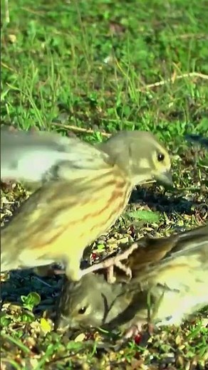 Spectacular Beating Among LINNETS