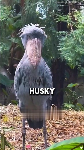 This Bird Refused to Eat… Until Him❤️. #shorts