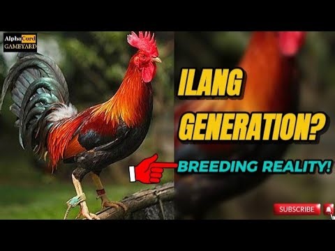 Ilang Generation Bago Makabuo ng Sariling Bloodline ng Manok?