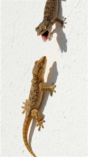 Amazing Lizard Sound 🦎 Effect | Gecko vs Gecko — The Ultimate Standoff! 😤