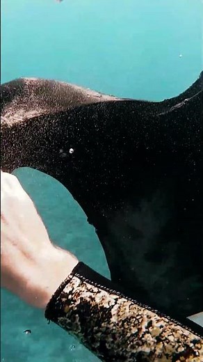 Keep the keep the country country sticker out of the ocean! #shorts