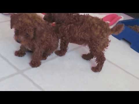 Dark red toy poodle puppies