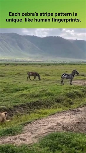 Lion vs. zebra #wildlife #wildanimals #lion #zebra #ihsanibrahim