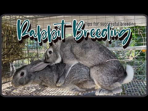 Tips For Successful American Chinchilla Meat Rabbit Breeding