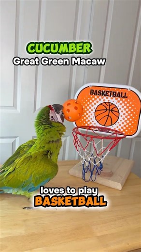 Great Green Macaw Loves to Play Basketball!