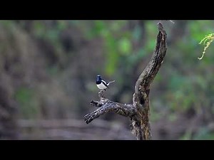 Oriental Magpie Robin: The Melodious Songbird of Urban Gardens | Bird Watching & Facts