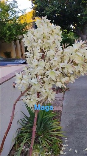 Adam's Needle (Spanish Dagger) plant Yucca filamentosa genus