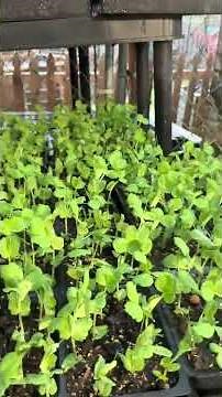 Cold, rainy spring? Start your peas indoors first 🌱