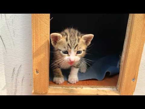 😭🐱 Alone in the Park! A Hungry Kitten Calling for its Mother by Meowing Like This