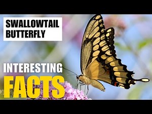 Most Interesting Facts About Swallowtail Butterfly? | Interesting Facts | The Beast World