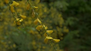 Broom, Blossom, Bloom. Free Stock Video