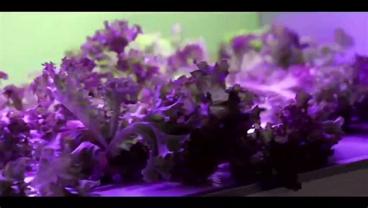 Automatic Indoor Hydroponic System for Future Farming with Lights and Technology