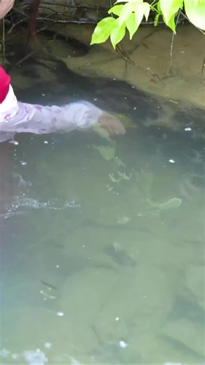 Pearl Hunting Adventures: Collecting Treasures from Rivers