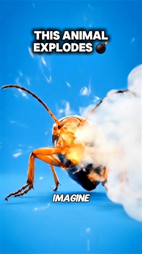 This Animal EXPLODES 🤯 #animals