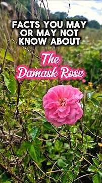 Facts You May or May Not Know About The Damask Rose #nature #flowers #facts #shorts #plants