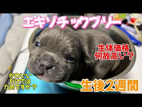 American bully・『エキゾチックブリーの赤ちゃん生後2週間』・Exotic bully