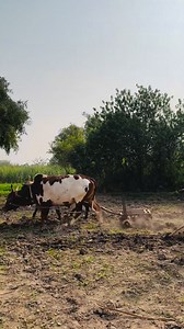 192K views · 3.1K reactions | Bull ploughing The Field With bulls || Ploughing With Bulls #villagelife #FarmingTraditions #punjabiculture #farmingheritage #bullpower #oxen | Traditional Punjab | Facebook
