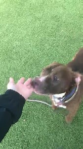 2.8K views · 218 reactions | Update 2/20: Billy was adopted! Please...