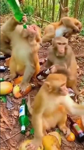 the cuteness of a group of monkeys acting up while drinking alcohol. 🐒 #monkey #funnyanimals #shorts