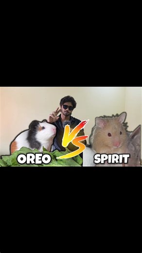 Raghu Ram Raja on Instagram: "Watch full video link is in bio Guinea Pig vs Hamster 🐹 | Cute Race Challenge (Oreo vs Spirit) VIDEO DESCRIPTION: In this video, I set up a fun and simple track using thermocol and created a time-based challenge with my guinea pig and hamster. I let each of them go separately and started a timer to see how long they take to reach the end of the track. The idea was to compare their times in a fun and playful way and see who finishes faster. You will see the full set