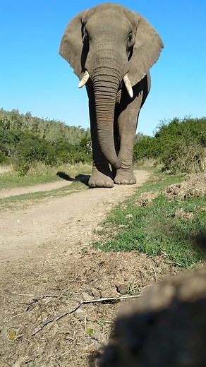 Quiet Elephant Walking: Watch the Majestic Walk of an Elephant