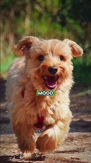 How Dogs Make You Healthier ❤️🐾 | The Science of Happiness