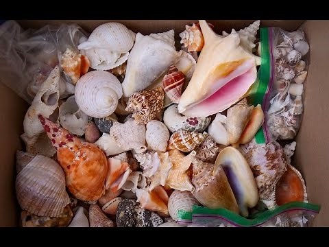 My Caribbean Shell Collection(Puerto Rico, Turks & Caicos, and Jamaica)